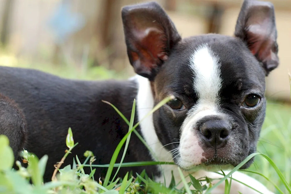 Boston Terrier