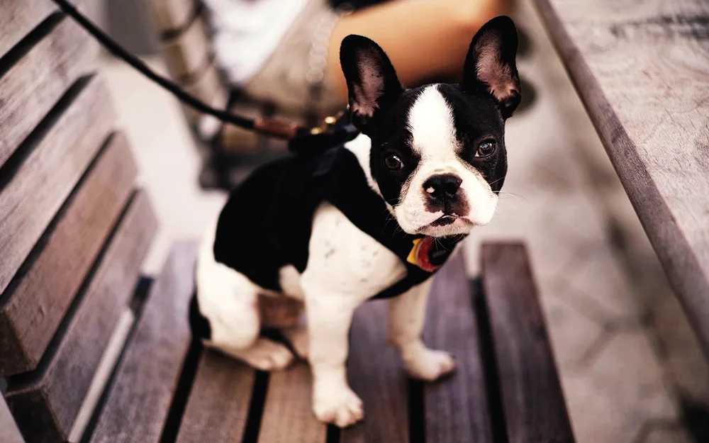 Boston Terrier