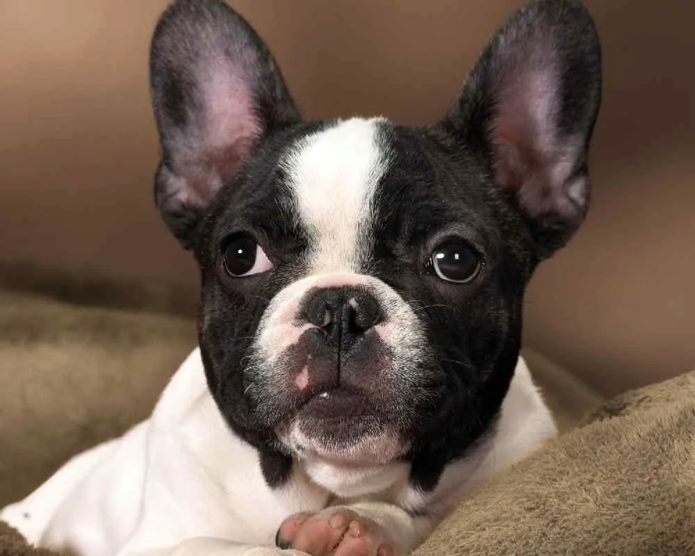 Boston terrier Iggy