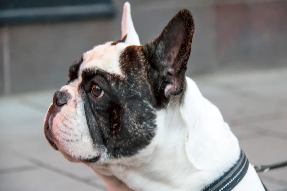 Boston Terrier Bulldog