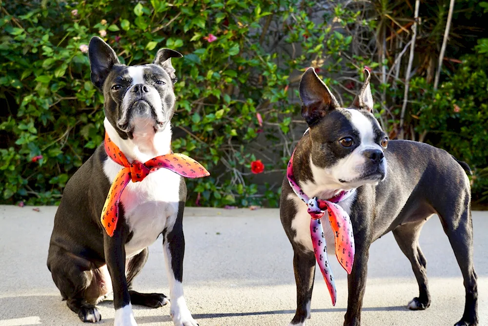 Boston Terrier eyes