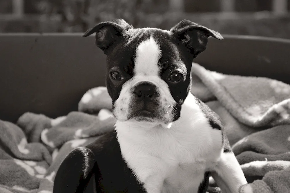 Boston Terrier