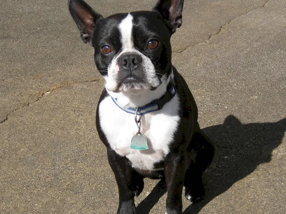 Boston Terrier Bulldog