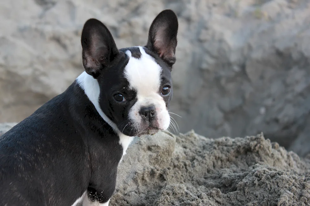 Boston Terrier Bulldog