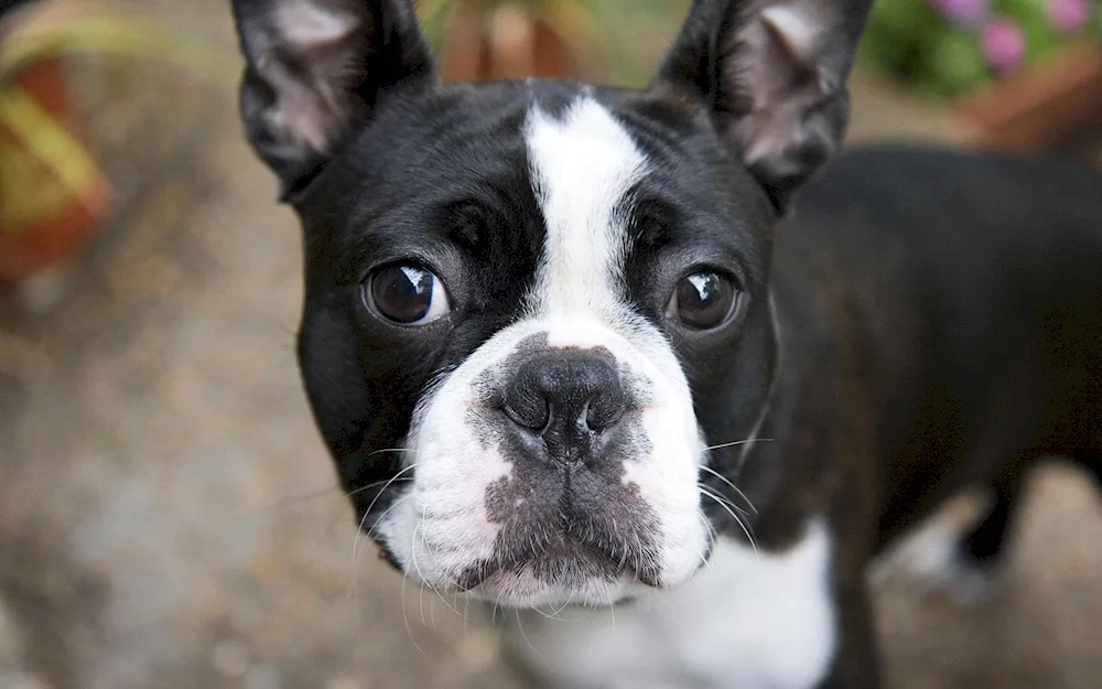 Boston Terrier