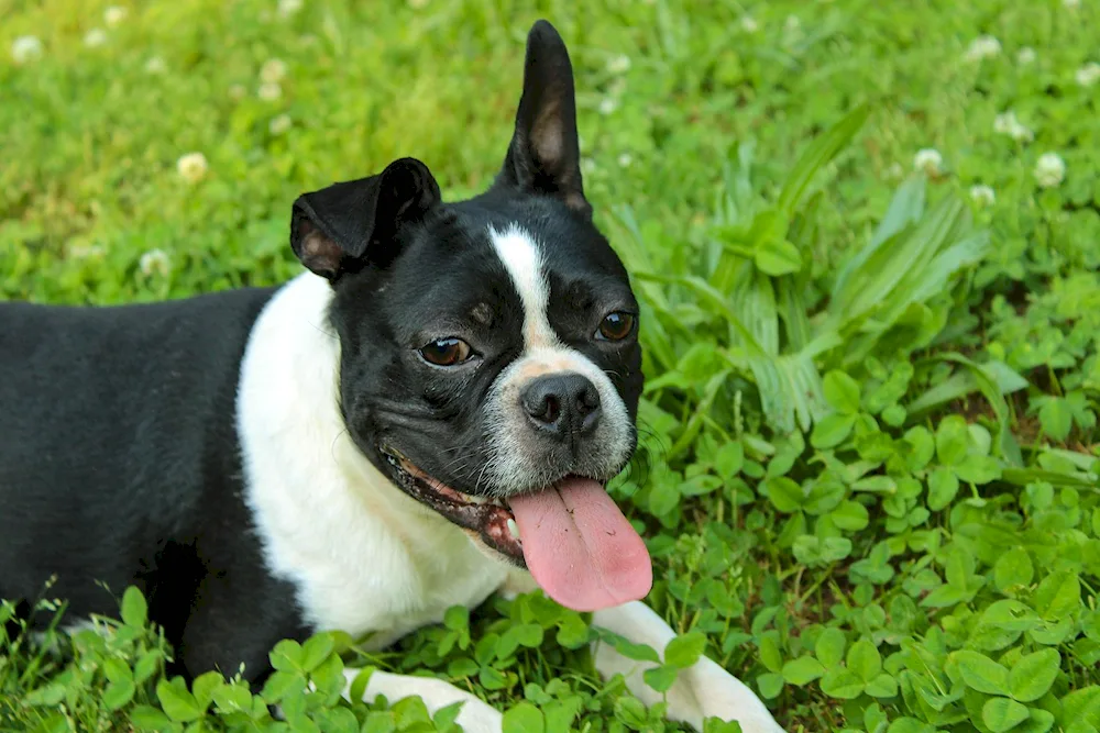 Boston Terrier