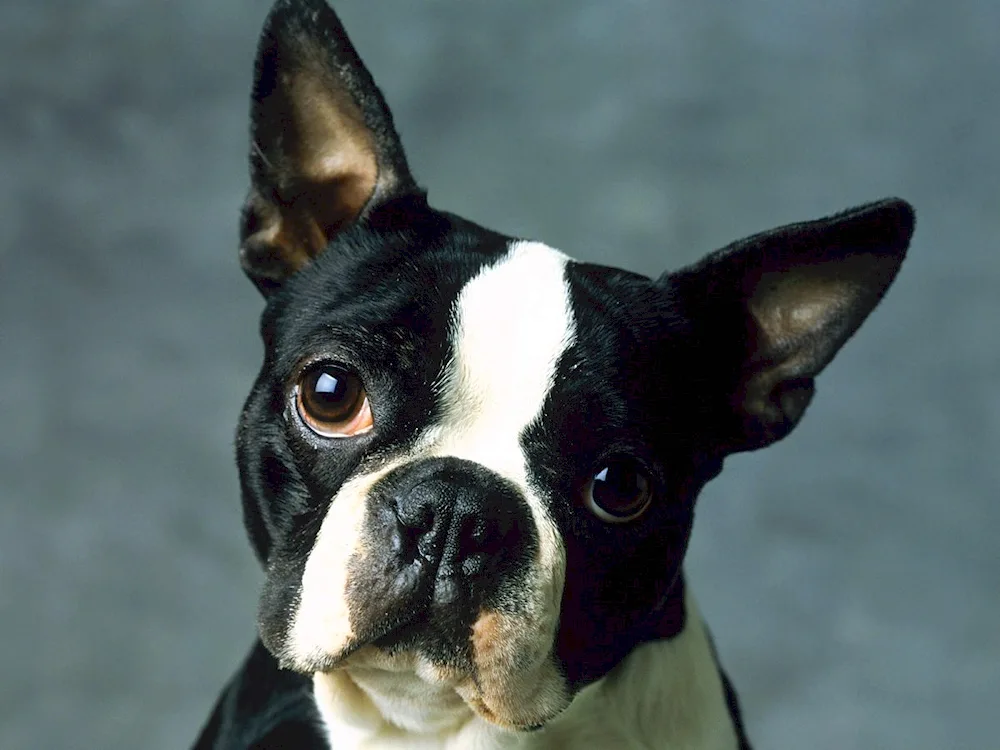 Beagle and French Bulldog