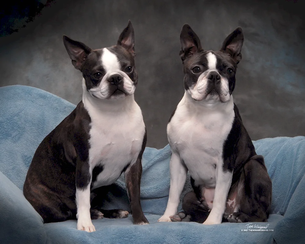 Boston Terrier Bulldog