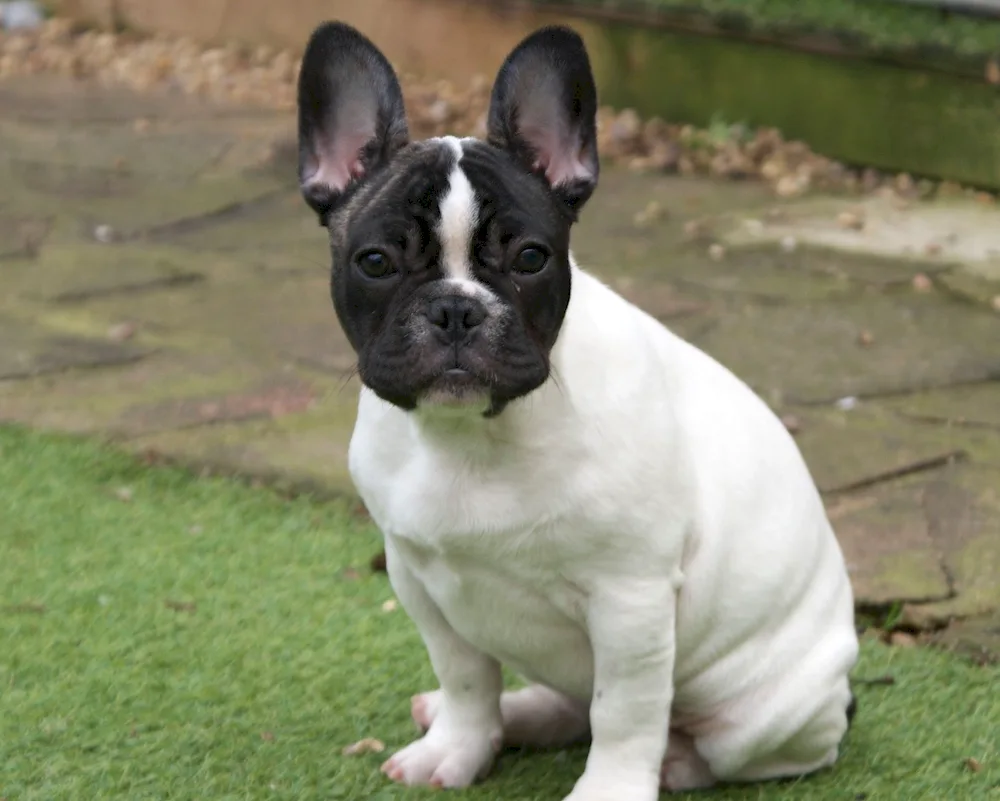 Boston Terrier Bulldog