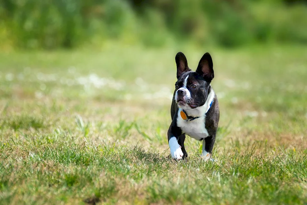 Boston Terrier Bulldog