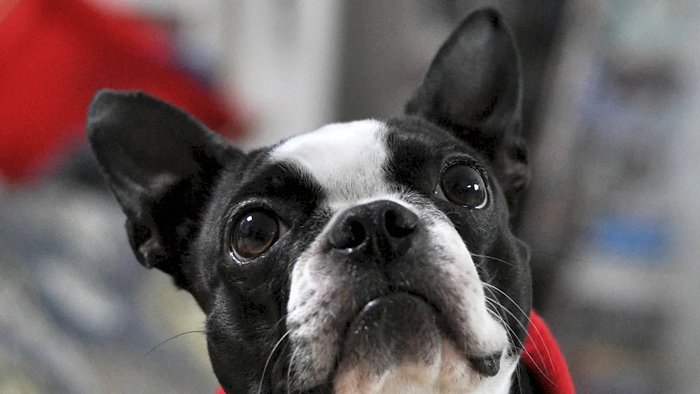 Boston Terrier Bulldog