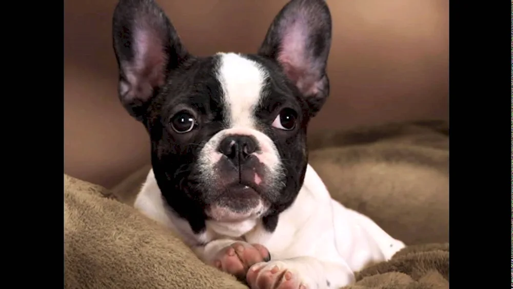 Boston Terrier Iggy