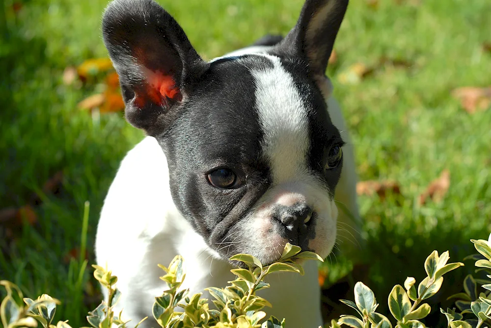 Boston Terrier Terrier