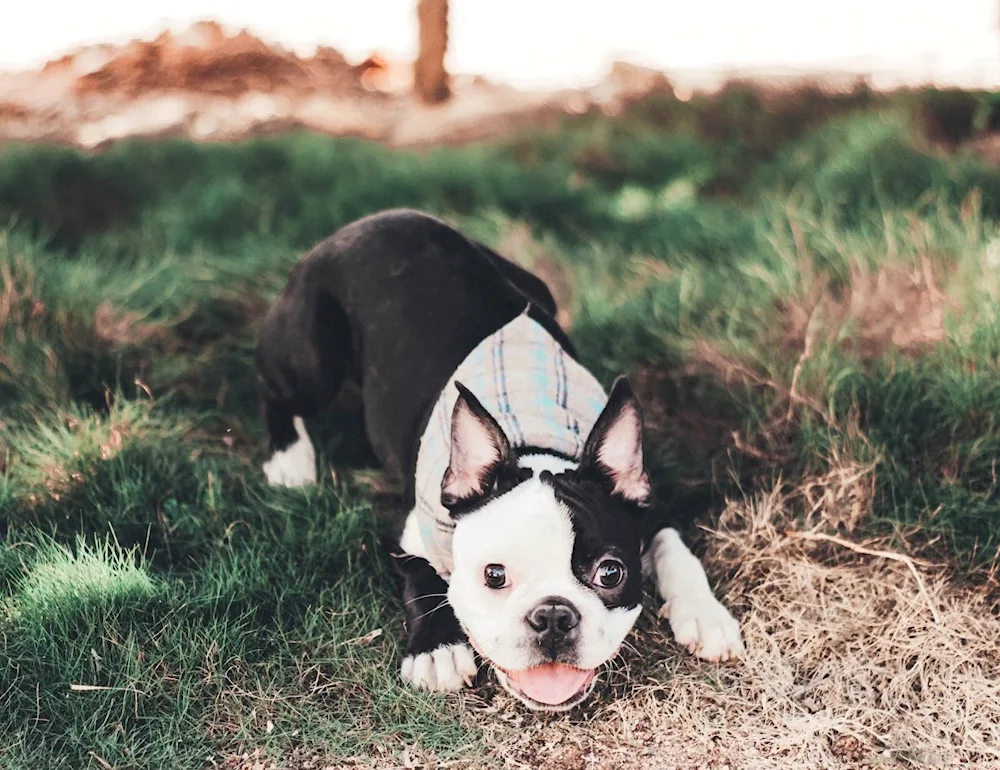 Boston Terrier Bulldog