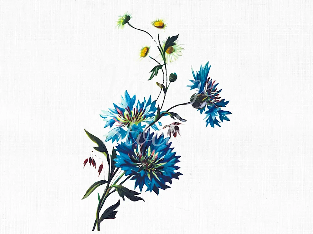 Botanical illustration of cornflower