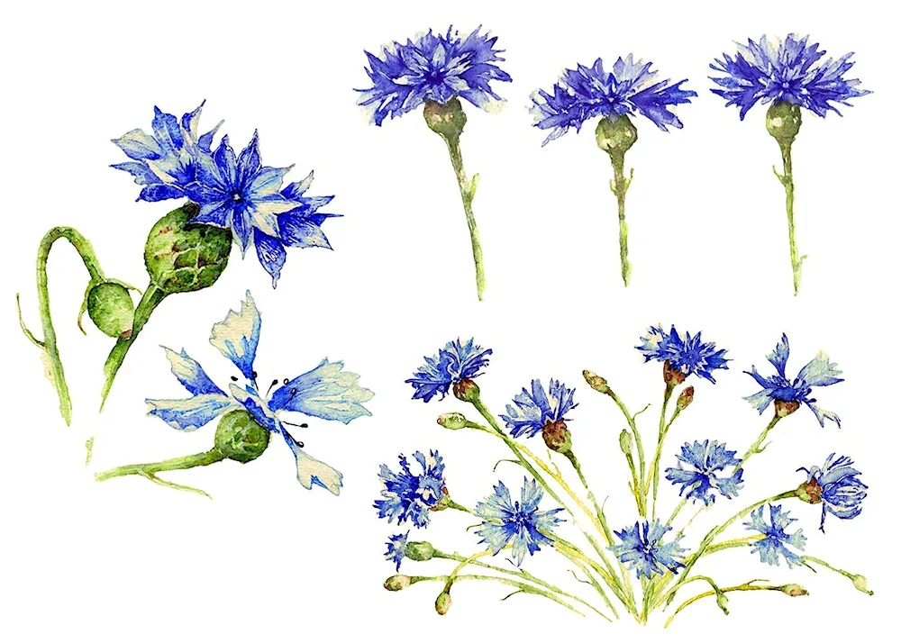 Botanical illustration of cornflower watercolour