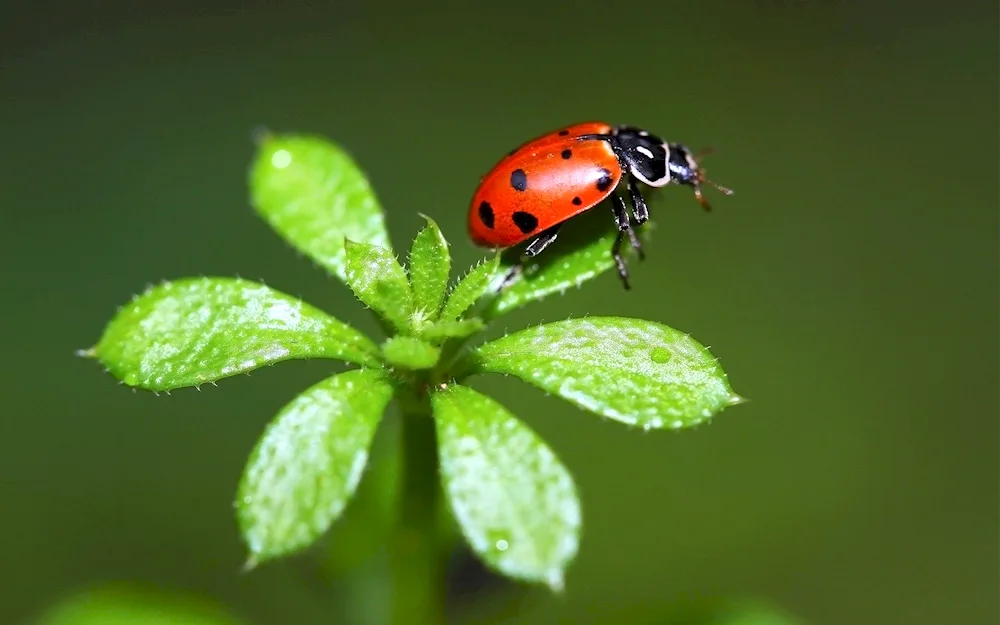 Ladybugs