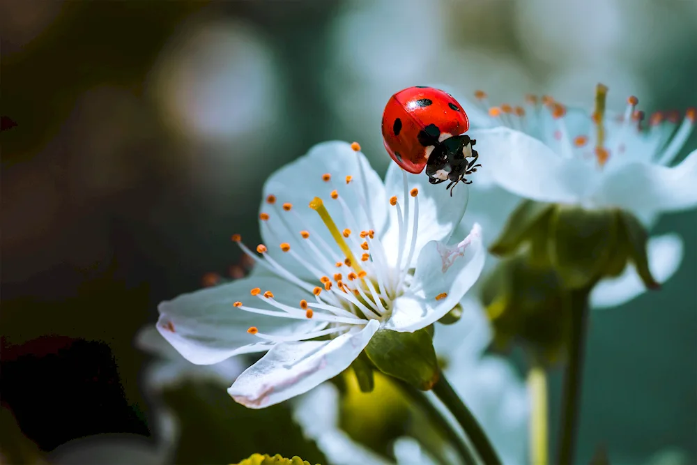 Ladybug beetle macro