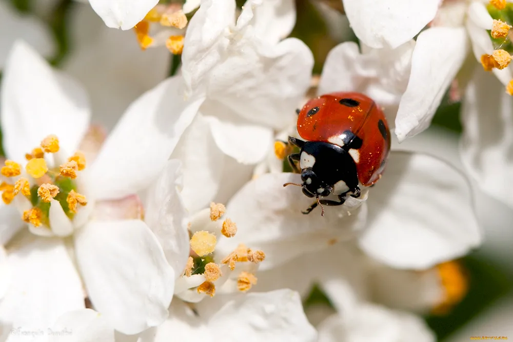 Macro shot Ladybug