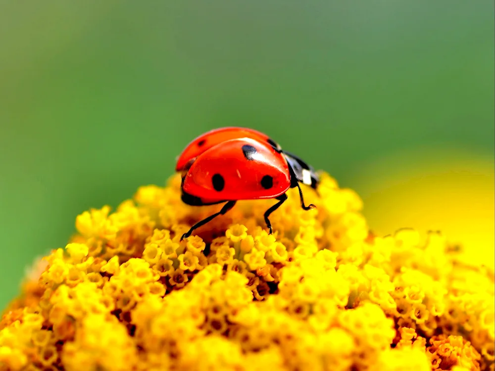 Semitocarpic Ladybug