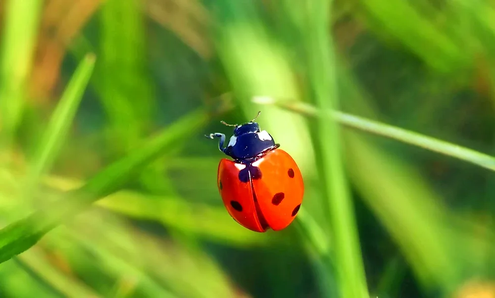 Ladybug for children