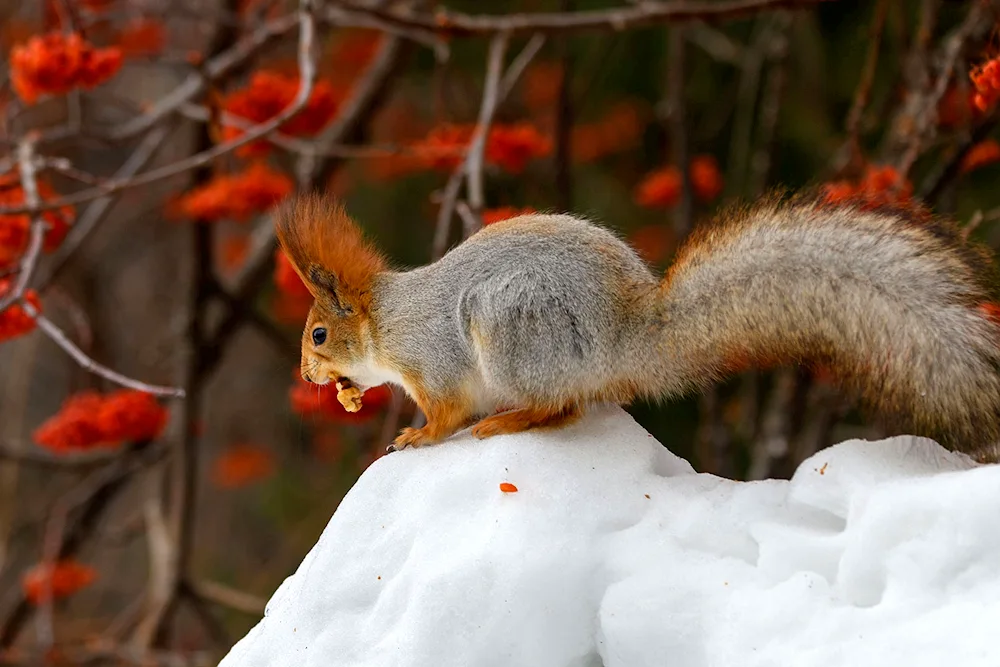 Red squirrel