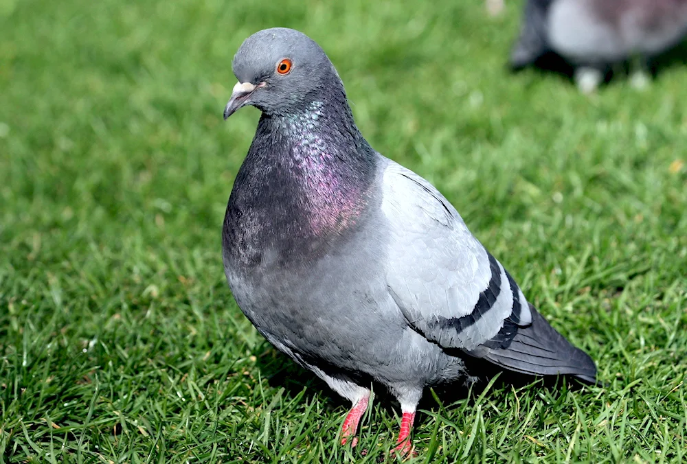 Pigeon Pigeon Pigeon