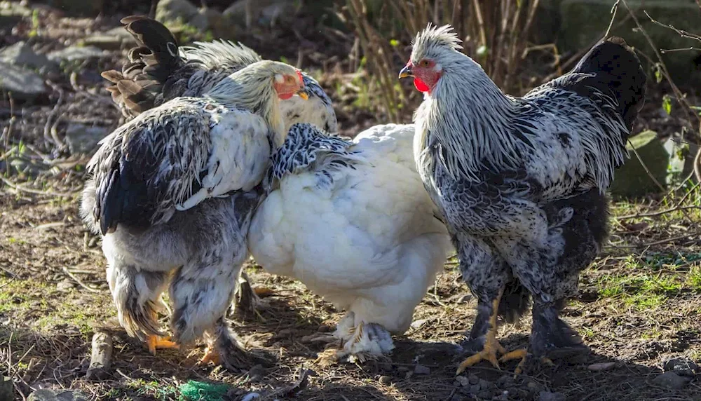 Australorp Brahma Cochinhin Maran