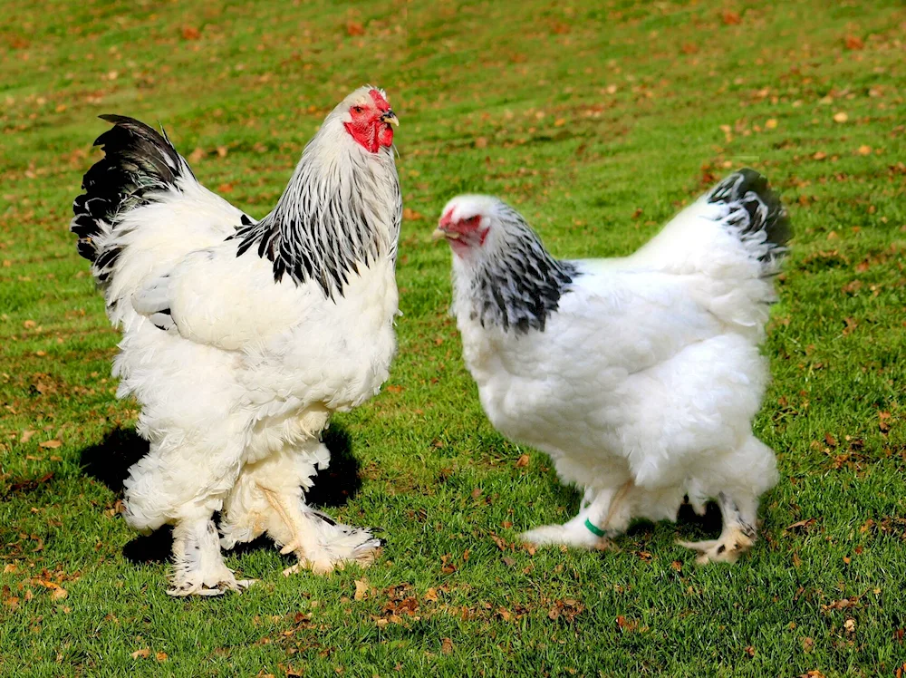 Brama light coloured Colombian hens