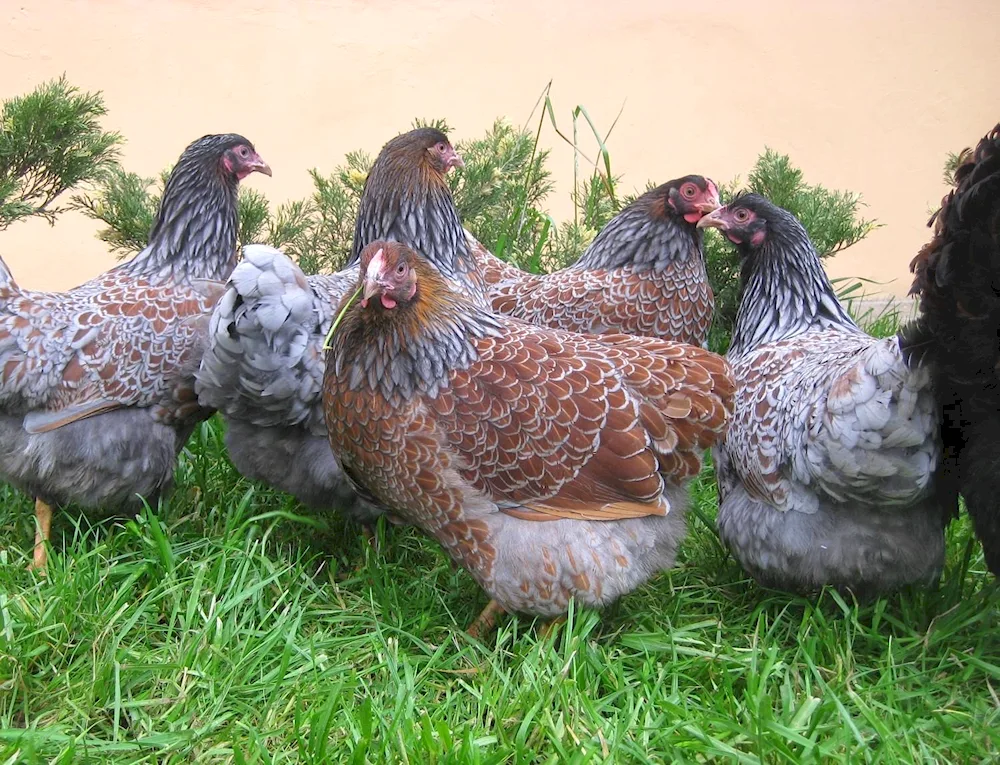 Sussex breed of chicken