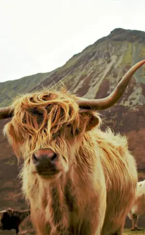 Brown Highland bull