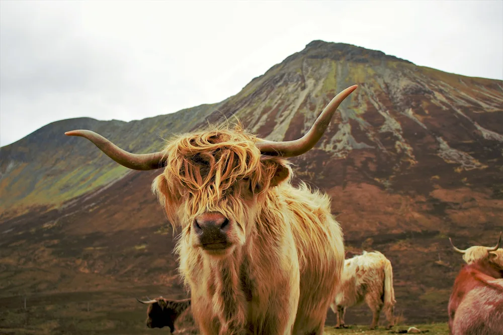 Brown Highland bull