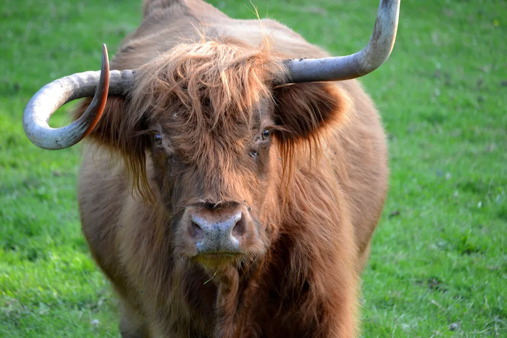 Brown Highland Bull