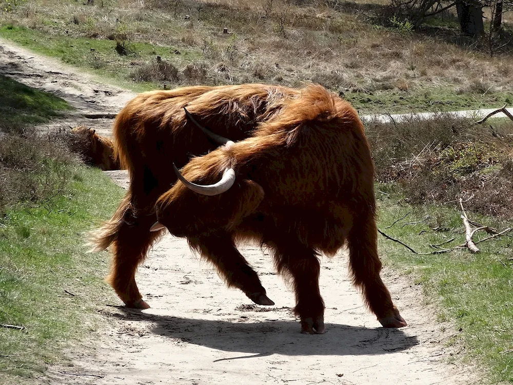 Brown Highland bull