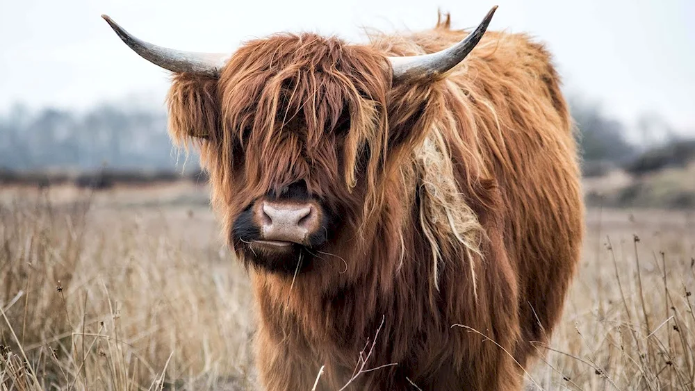 Brown highland bull