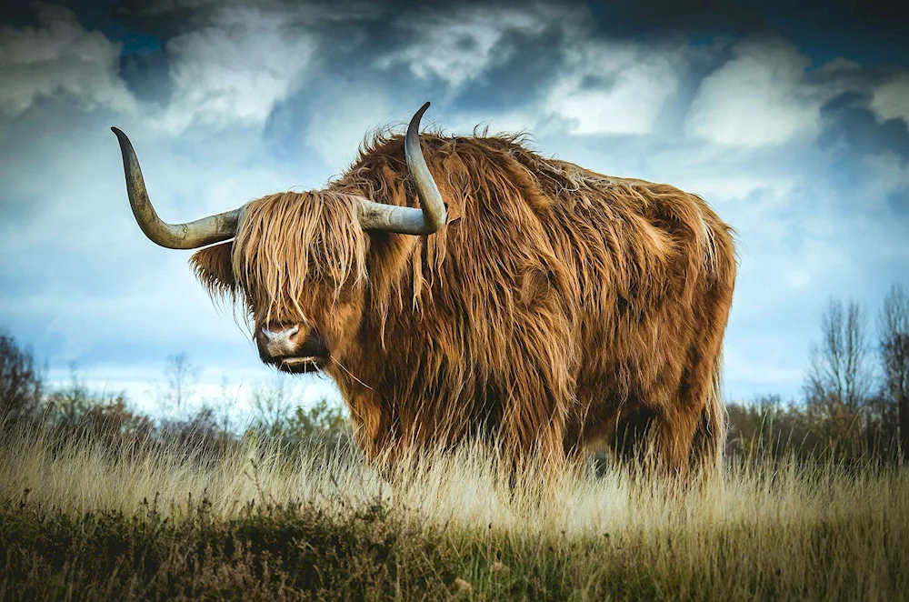 Brown highland bull bull