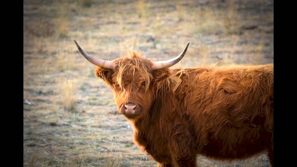 Brown. Highland bull