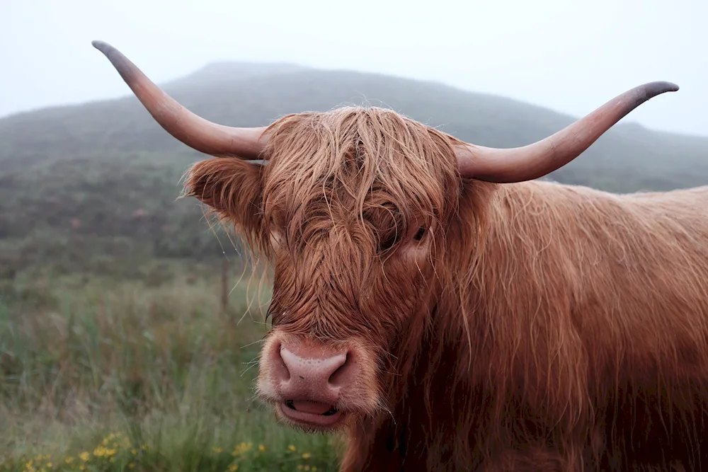 Brown Highland bull