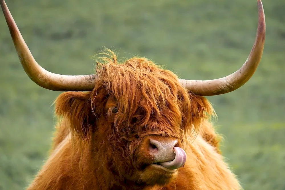 Brown Highland bull