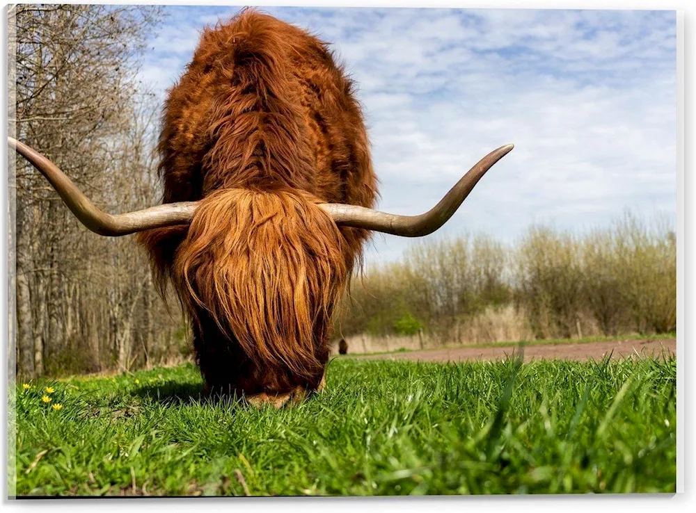 Brown Highland bull