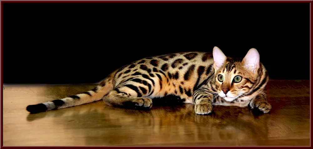 Bengal cat white