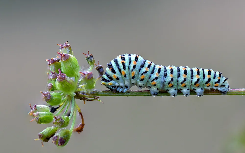 Beetle caterpillar blue