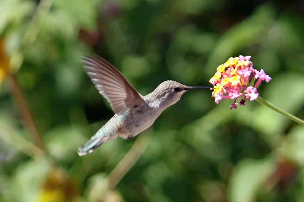 Crimean Hummingbird