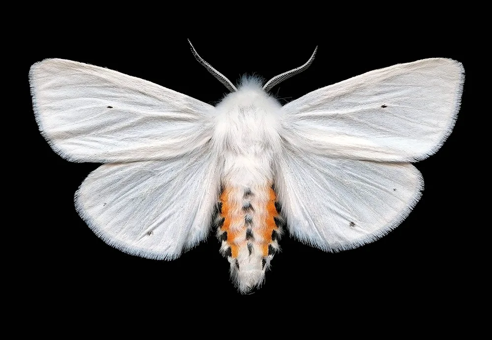 Mulberry silkworm moth