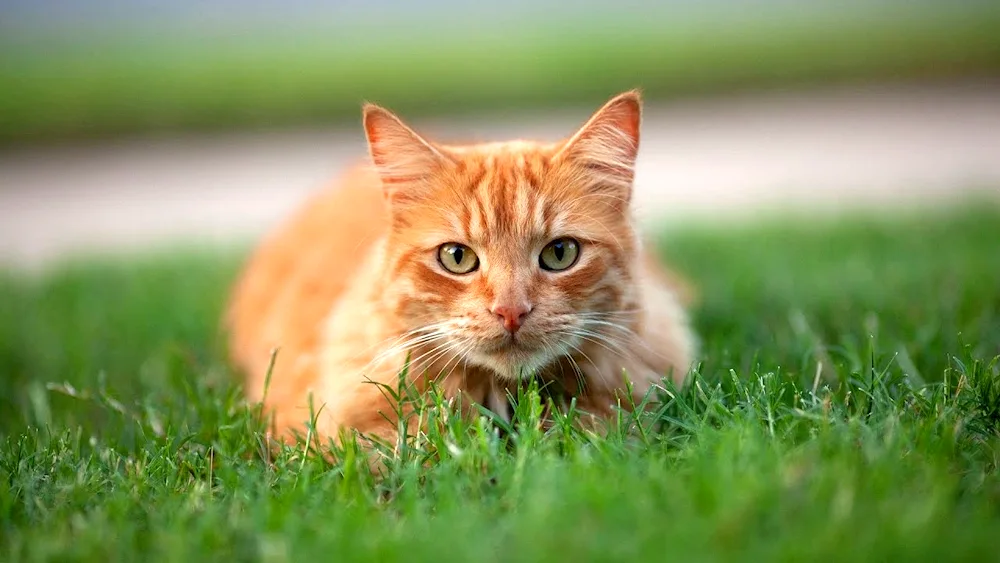 Brazilian shorthair cat ginger