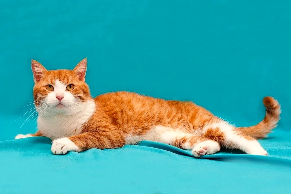 Brazilian shorthair cat red