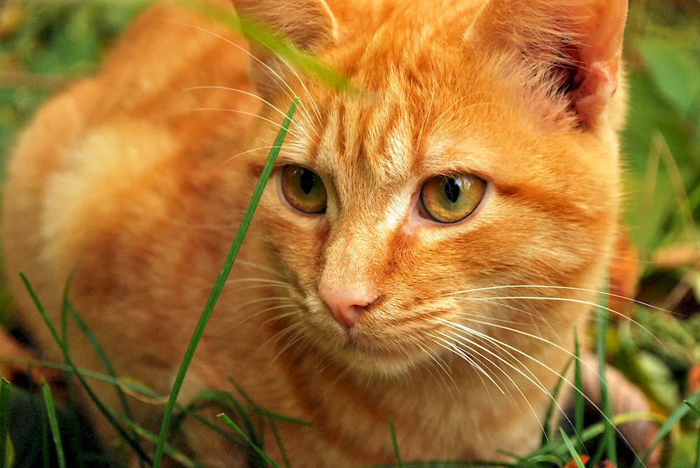 European shorthair cat red
