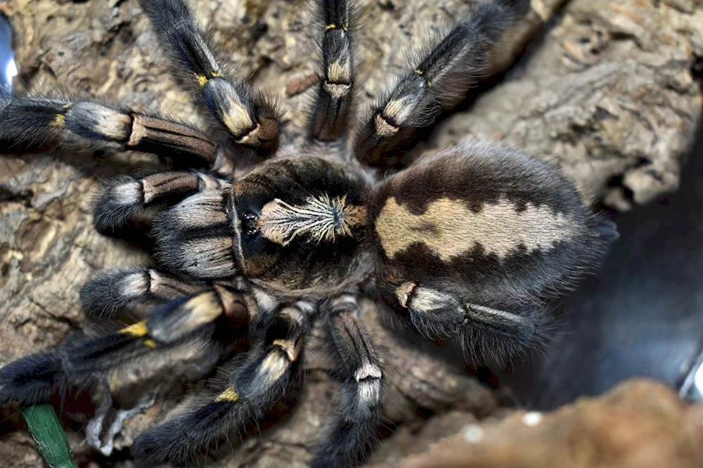 Brazilian white-banded tarantula spider