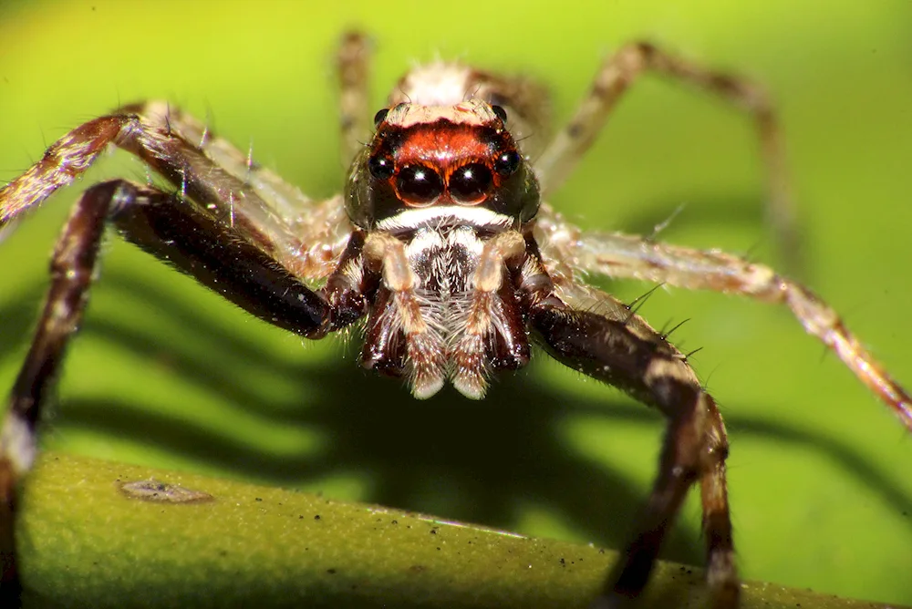 Brazilian wandering spider