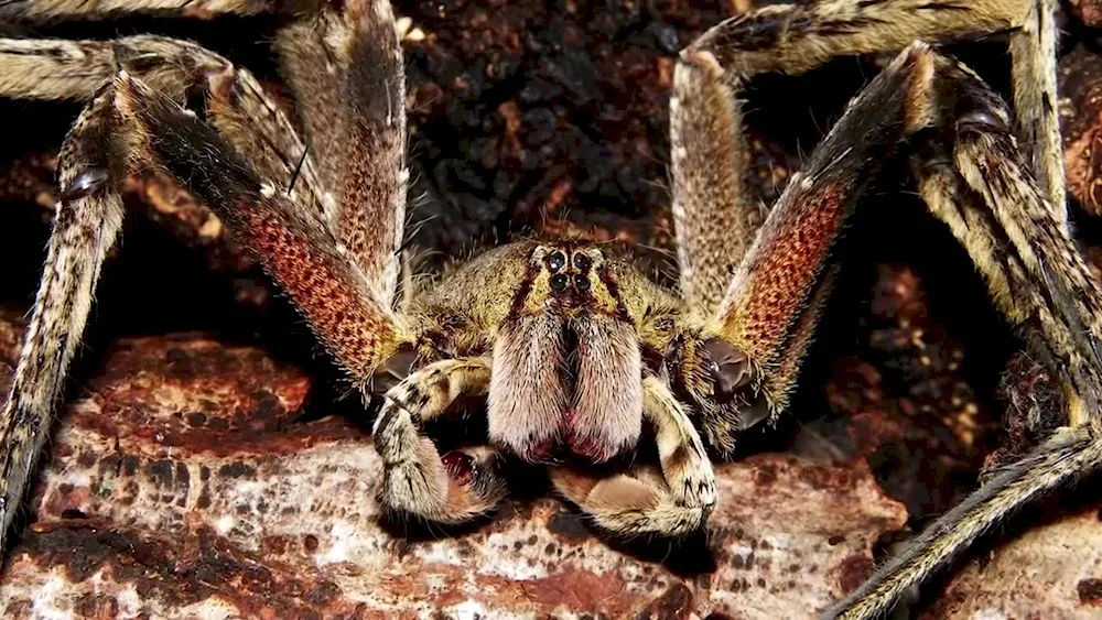 Brazilian wandering spider